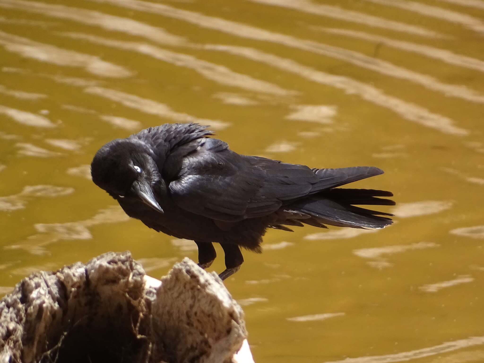 Imagem de Corvus bennetti North 1901