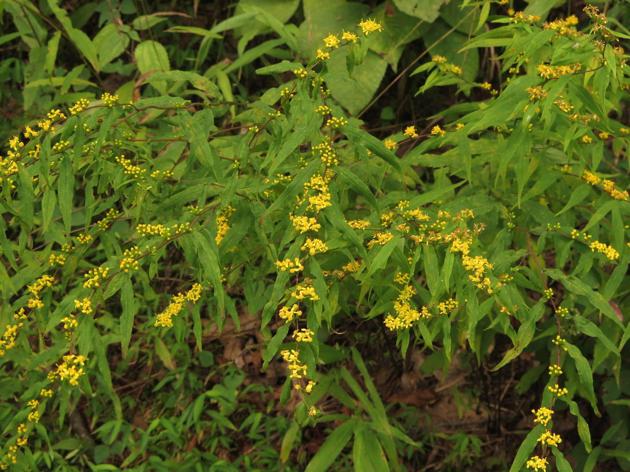 <i>Solidago <i>caesia</i></i> var. caesia的圖片