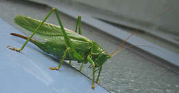 Image of Great green bushcricket