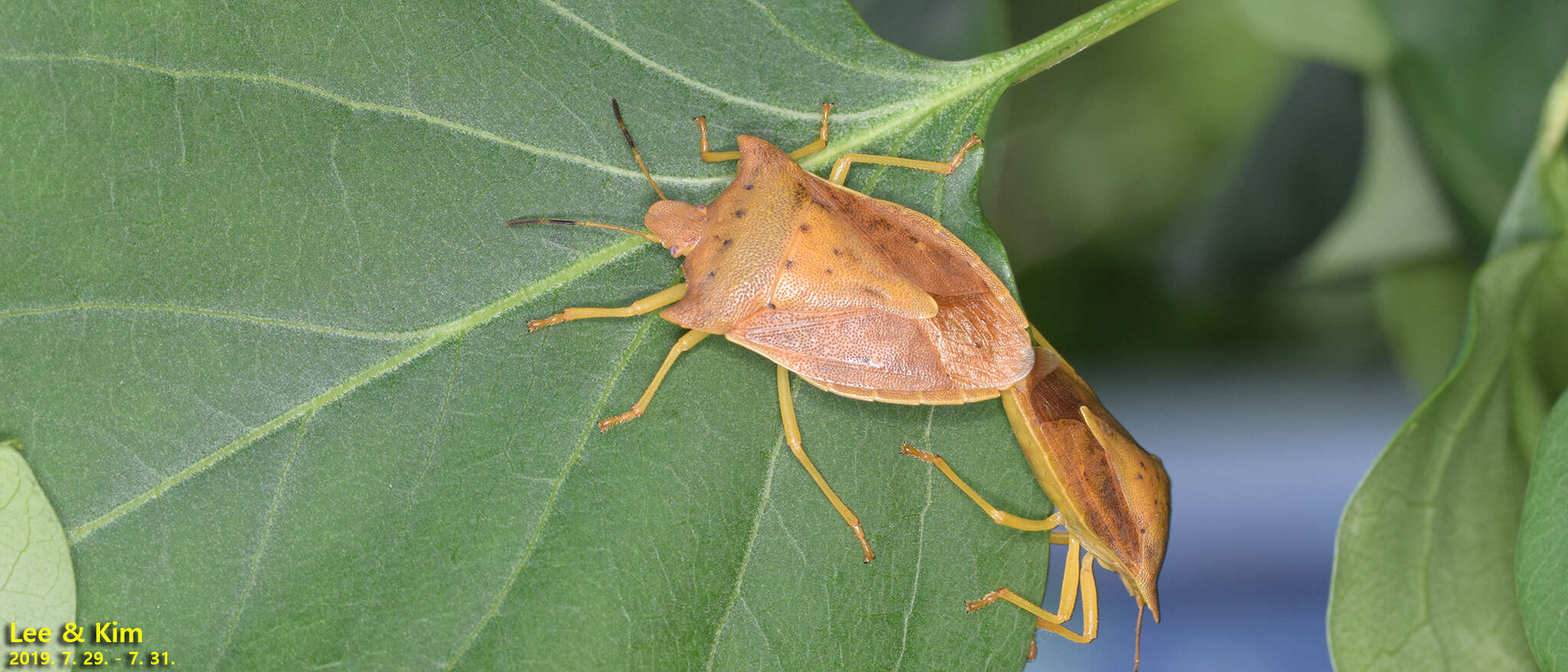 Image of Lelia decempunctata