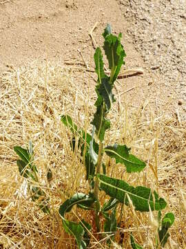 Image of prickly lettuce