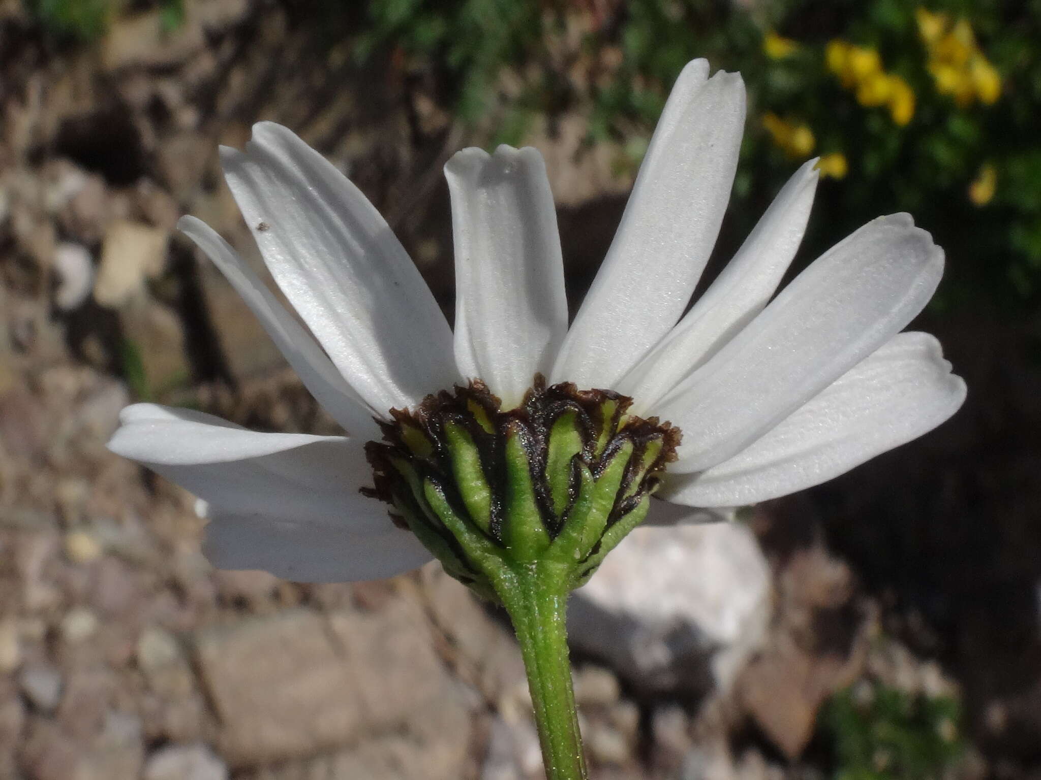 Image of Saw-leaved Moon-daisy