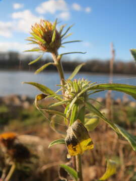 Image of British yellowhead