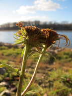 Image of British yellowhead