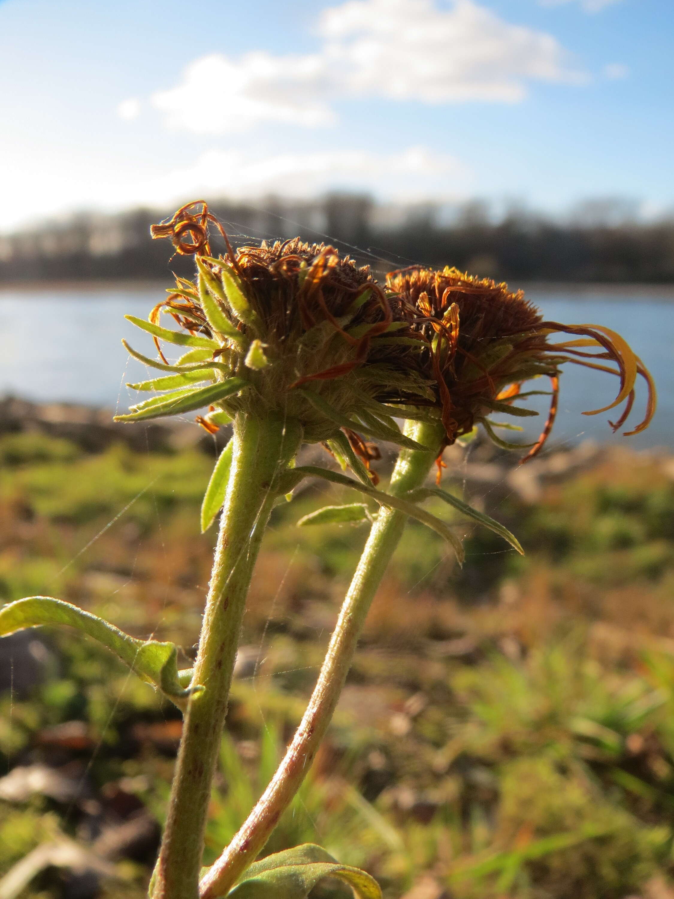 Image of British yellowhead