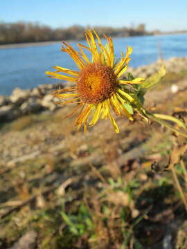 Image of British yellowhead