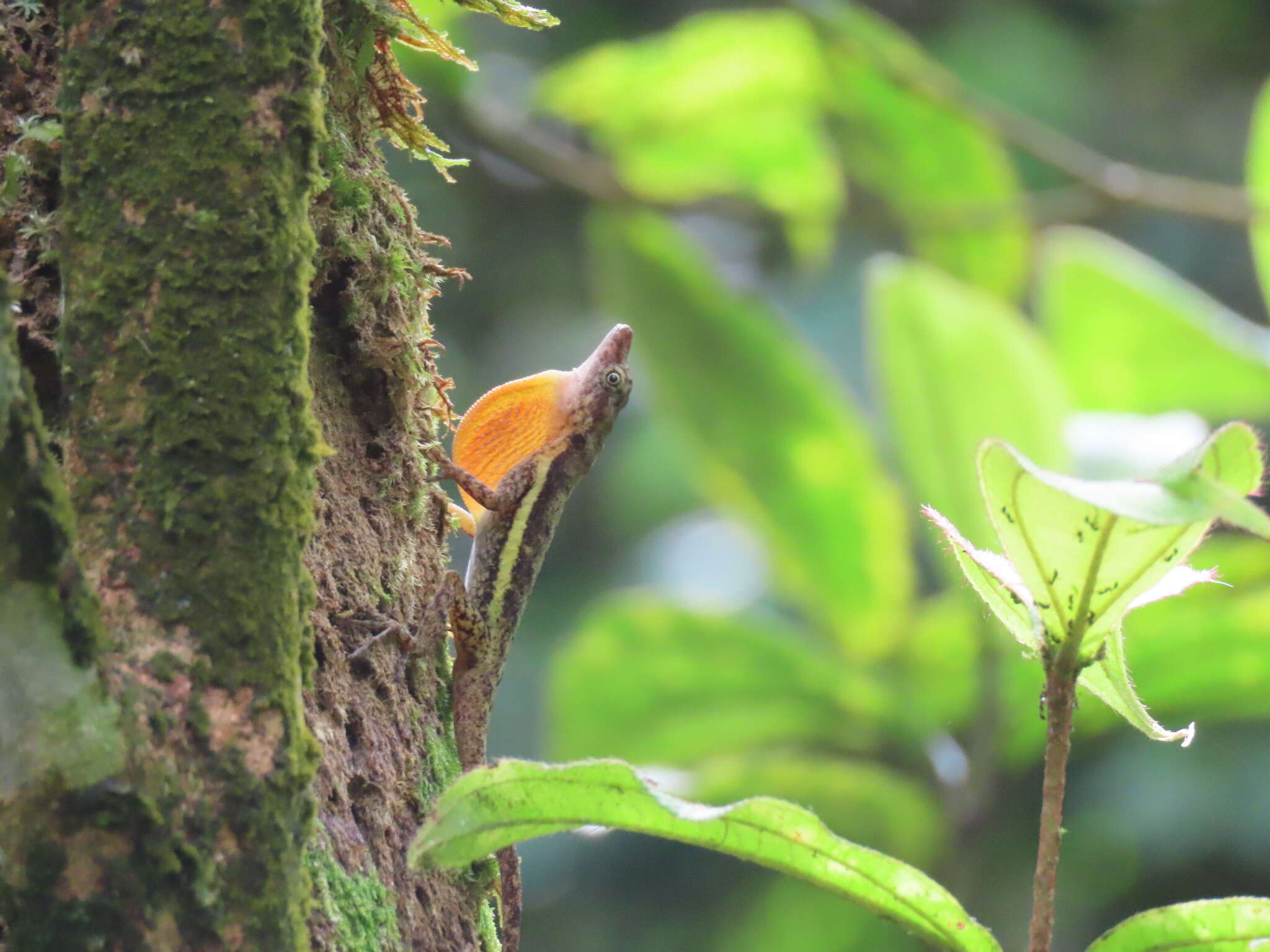 Image of Townsend's Anole