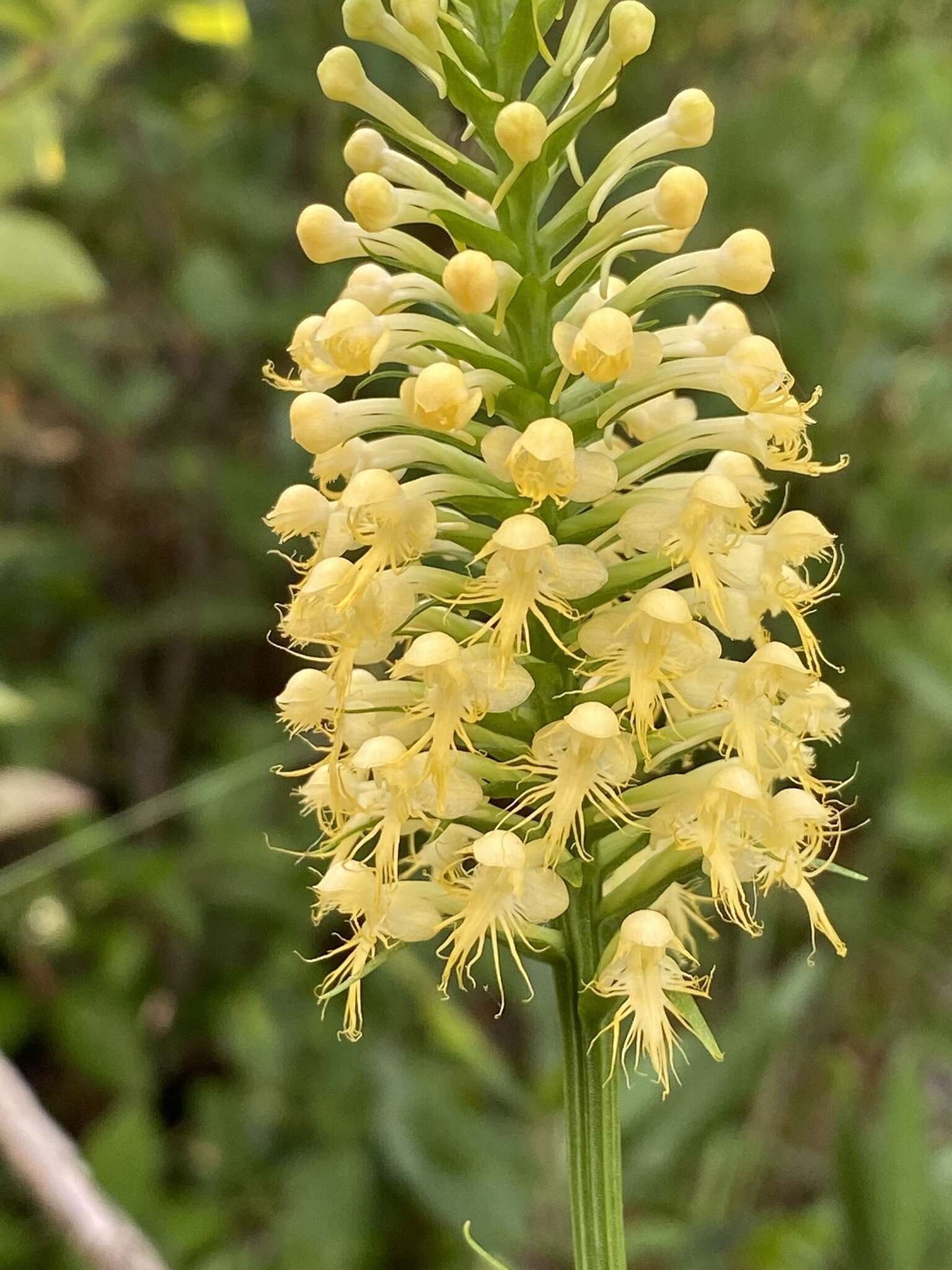 Imagem de Platanthera canbyi (Ames) Luer