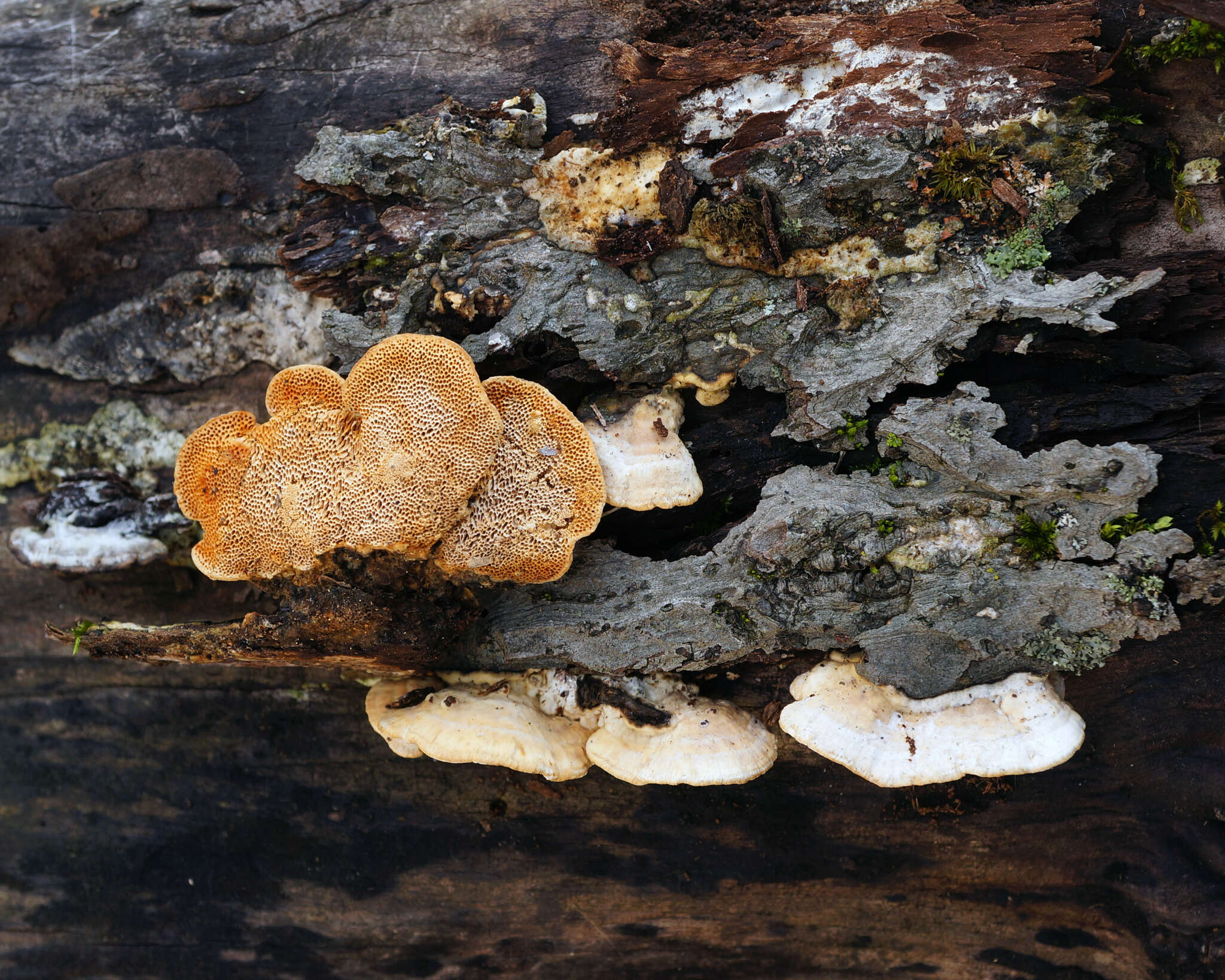 Image of Brunneoporus malicola (Berk. & M. A. Curtis) Audet 2017