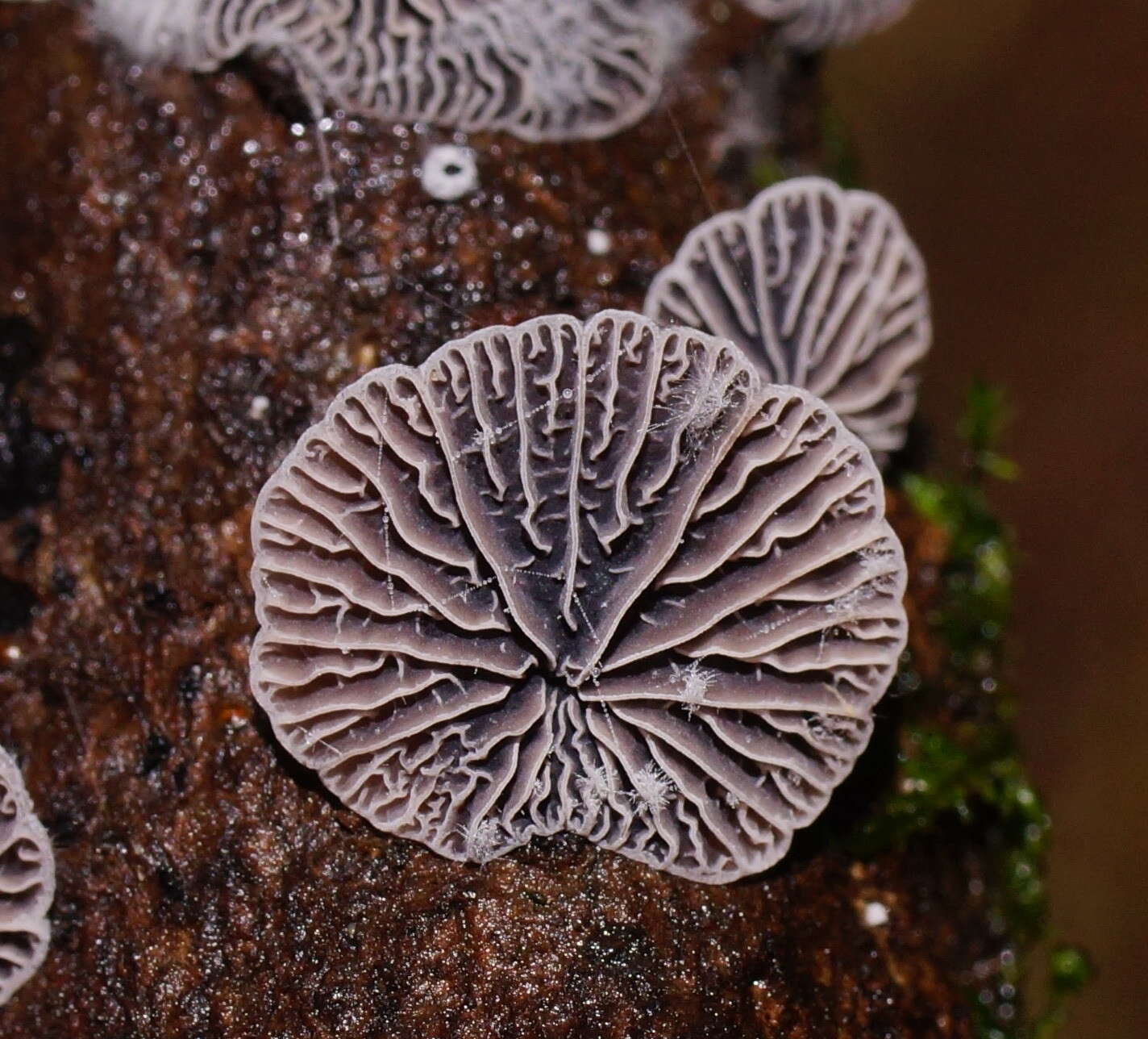 Resupinatus cinerascens (Cleland) Grgur. 1997 resmi