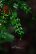 Image of Asplenium prolongatum Hook.