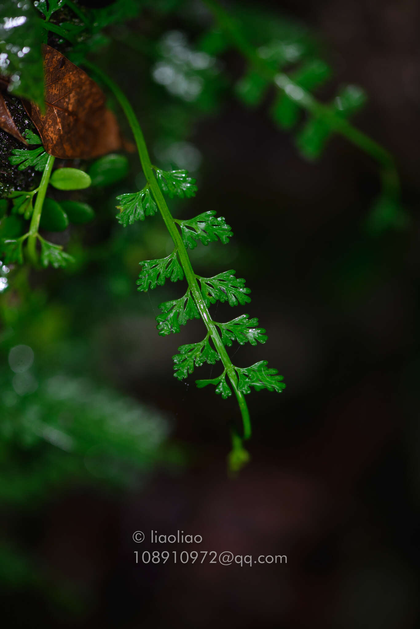 Image of Asplenium prolongatum Hook.