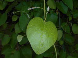 Image of woolly dutchman's pipe