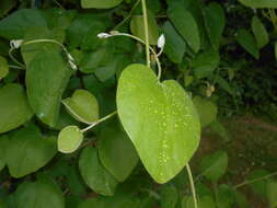 Image of woolly dutchman's pipe