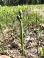 Imagem de Salpingostylis caelestina (W. Bartram) Small