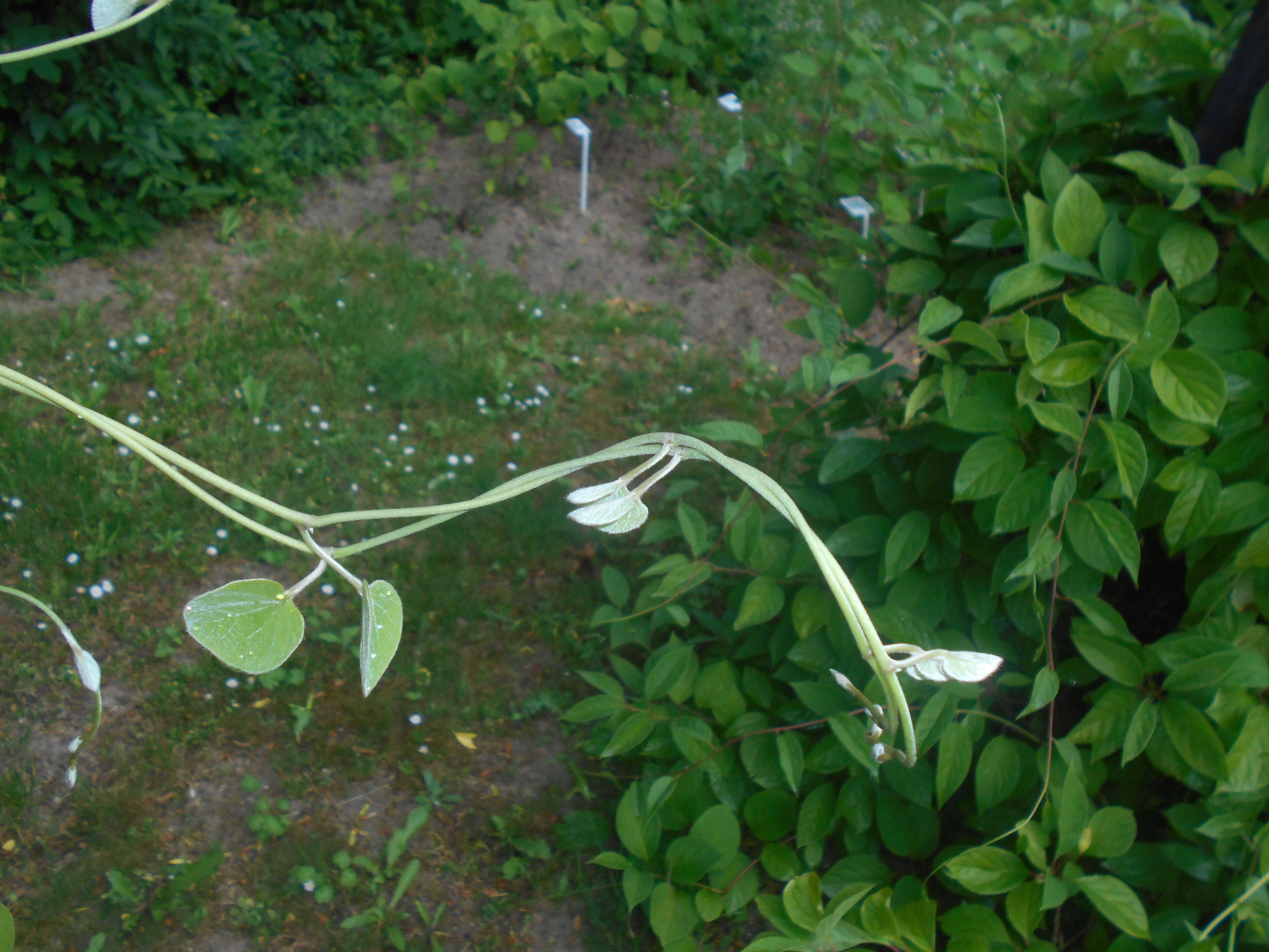 Image of woolly dutchman's pipe