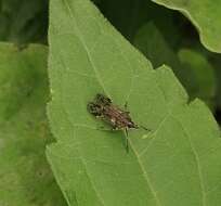 Image of Avephora maculata (Distant 1906)