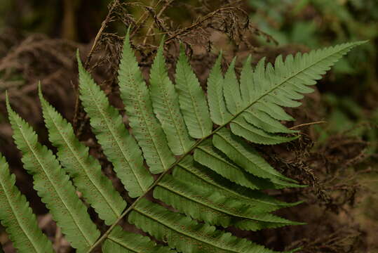 Image of Dryopteris scottii (Bedd.) Ching