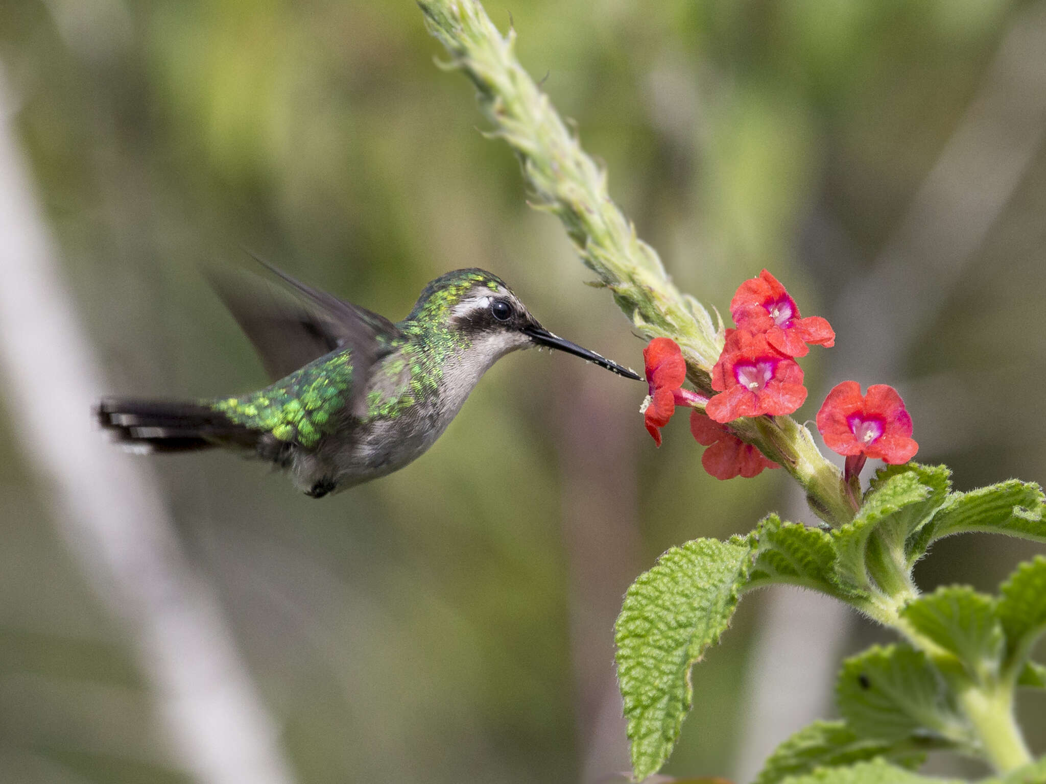 Image of Green-tailed Emerald