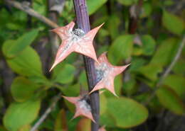 Image de Berberis koreana Palibin