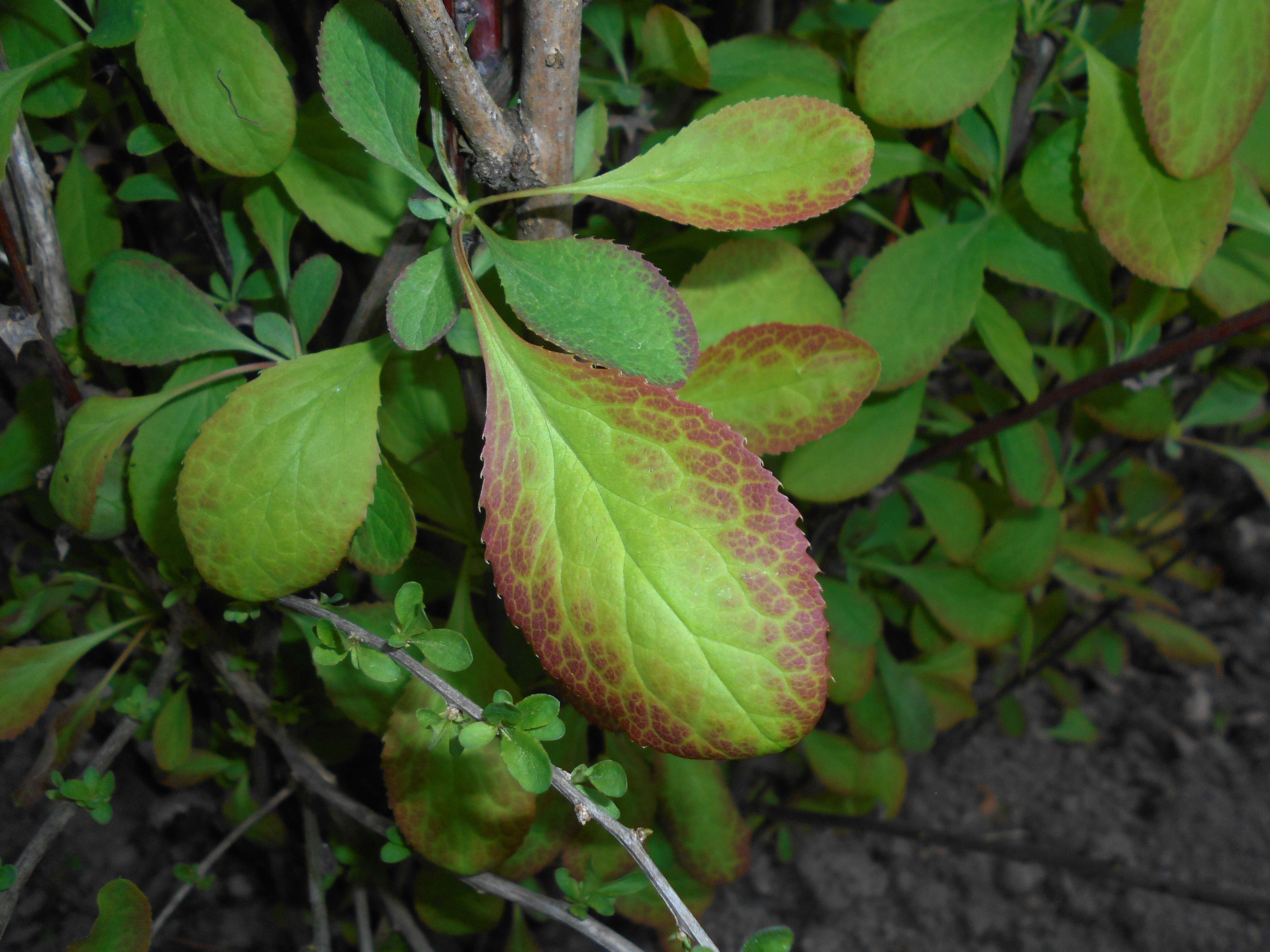 Image de Berberis koreana Palibin