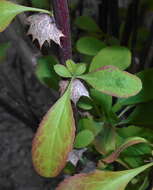 Image de Berberis koreana Palibin