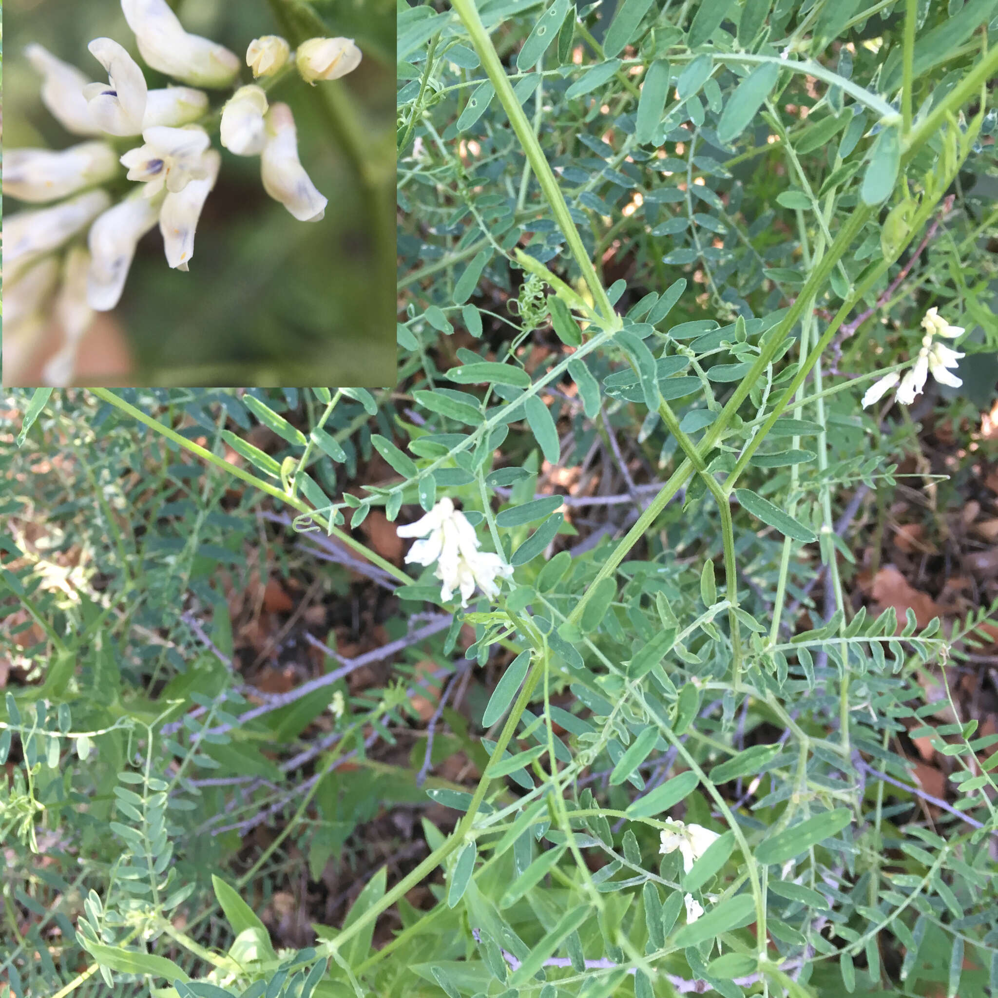 Imagem de Vicia pulchella Kunth