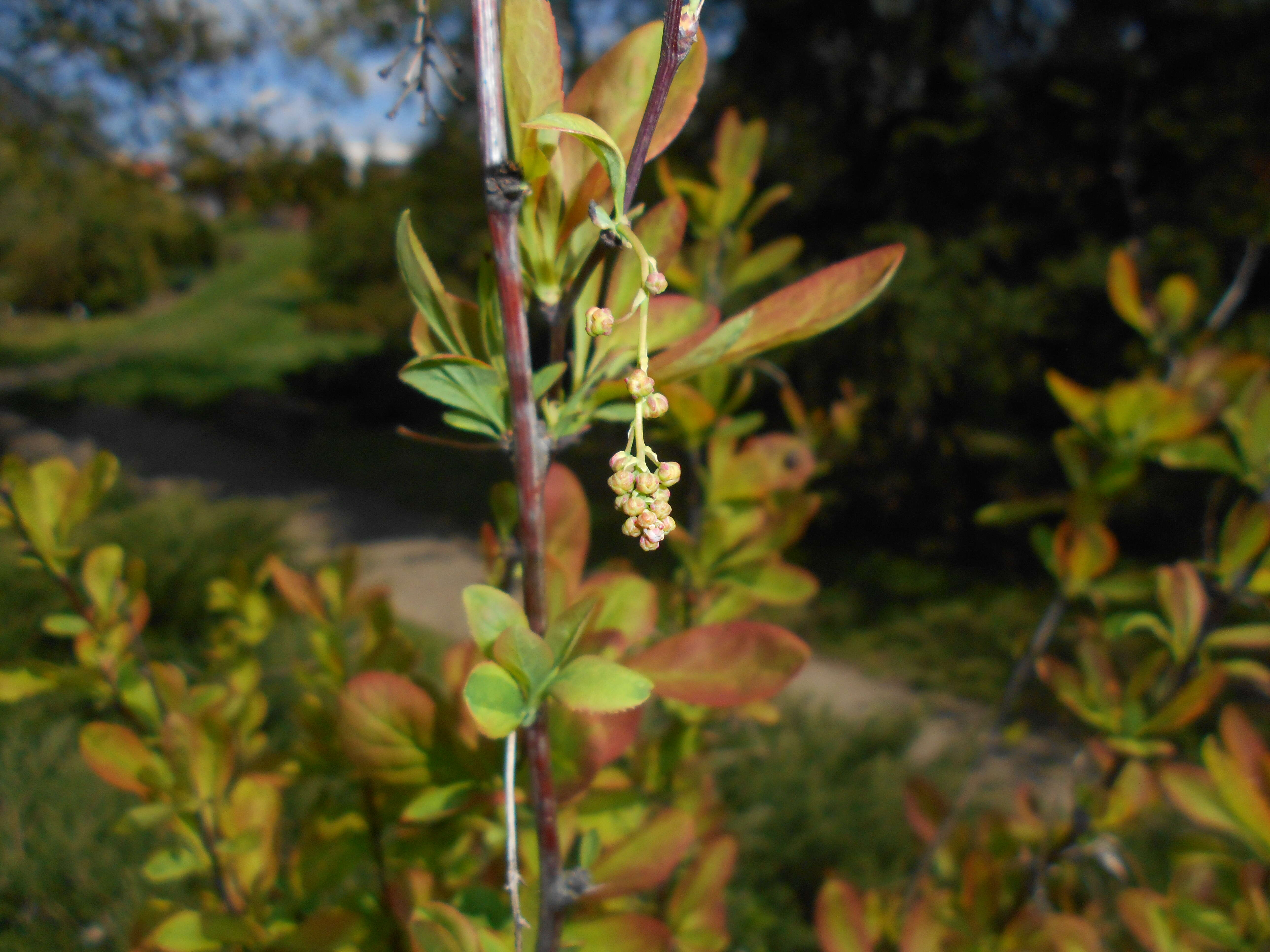 Image de Berberis koreana Palibin