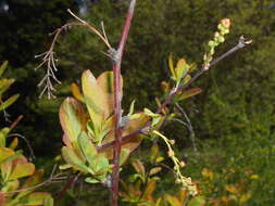 Image de Berberis koreana Palibin