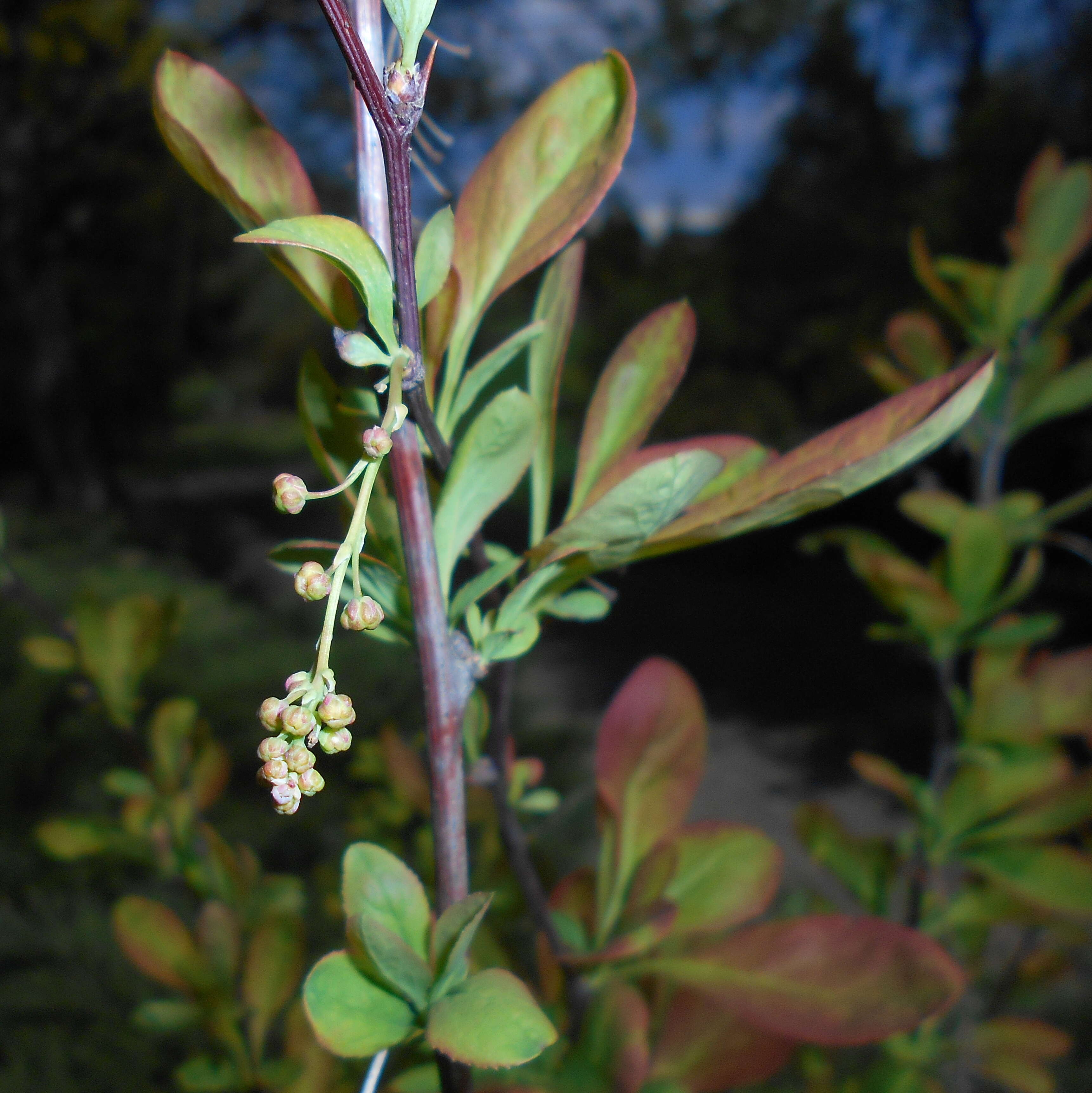 Image de Berberis koreana Palibin