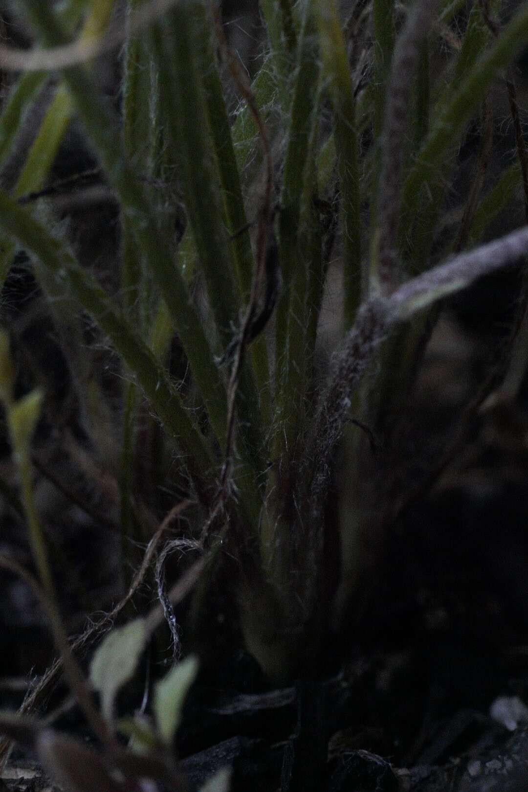 Image of Hypoxis floccosa Baker