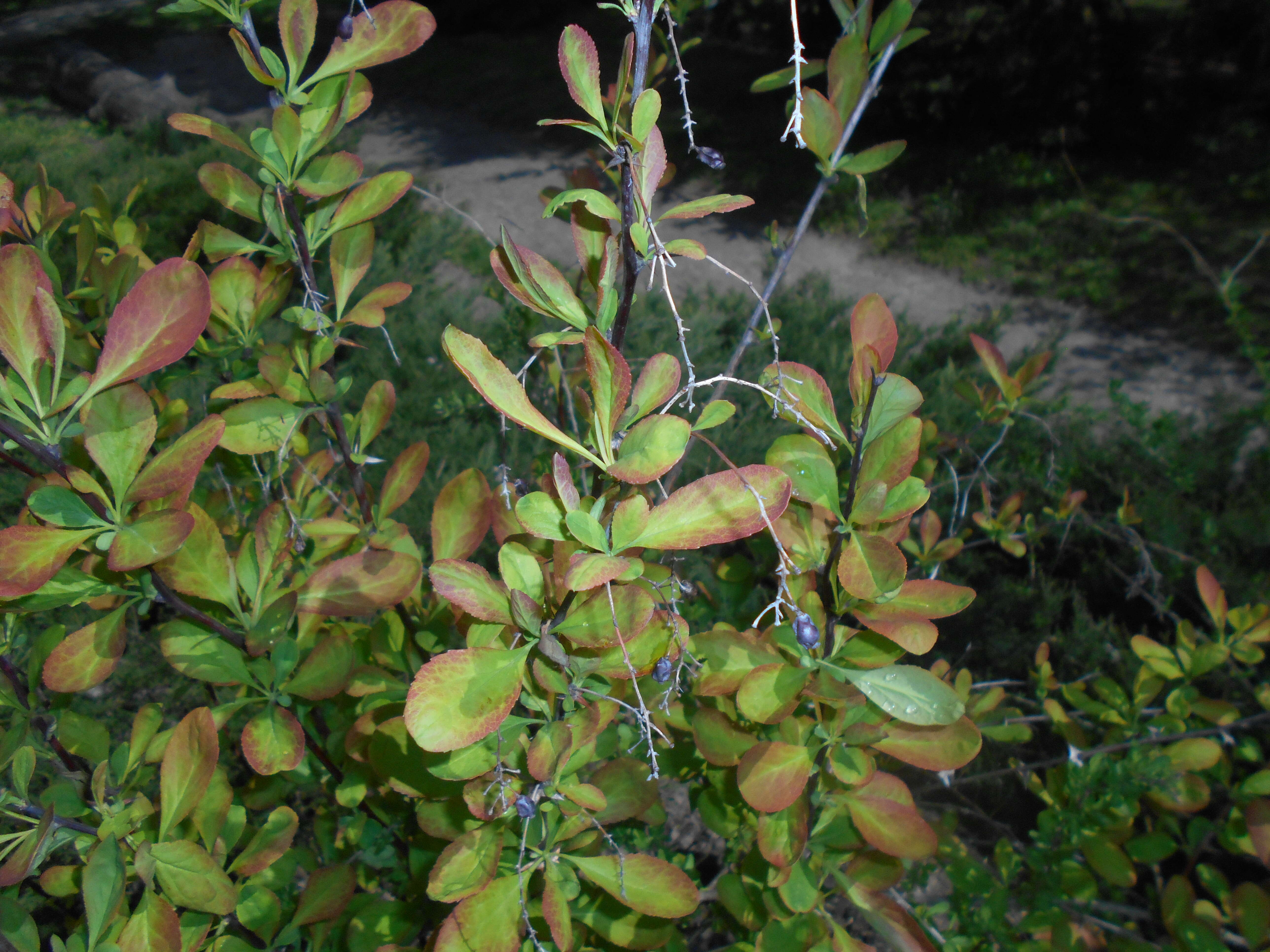 Image de Berberis koreana Palibin