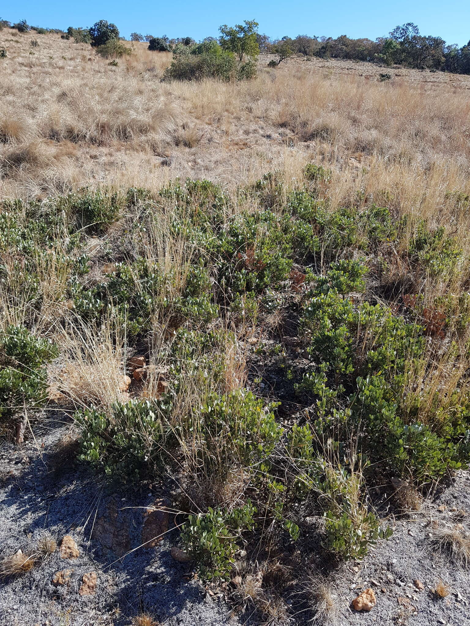 Image of Searsia magalismontana subsp. magalismontana