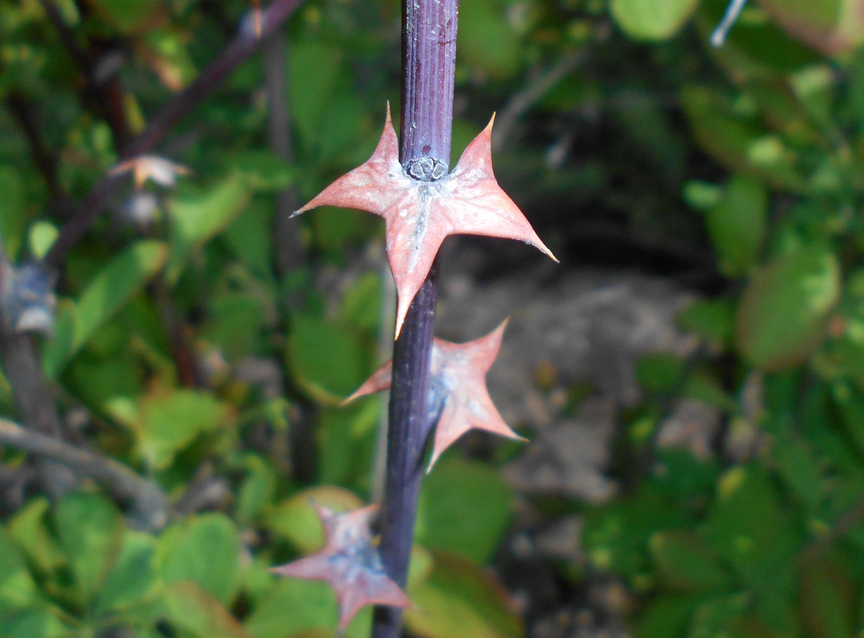 Image de Berberis koreana Palibin