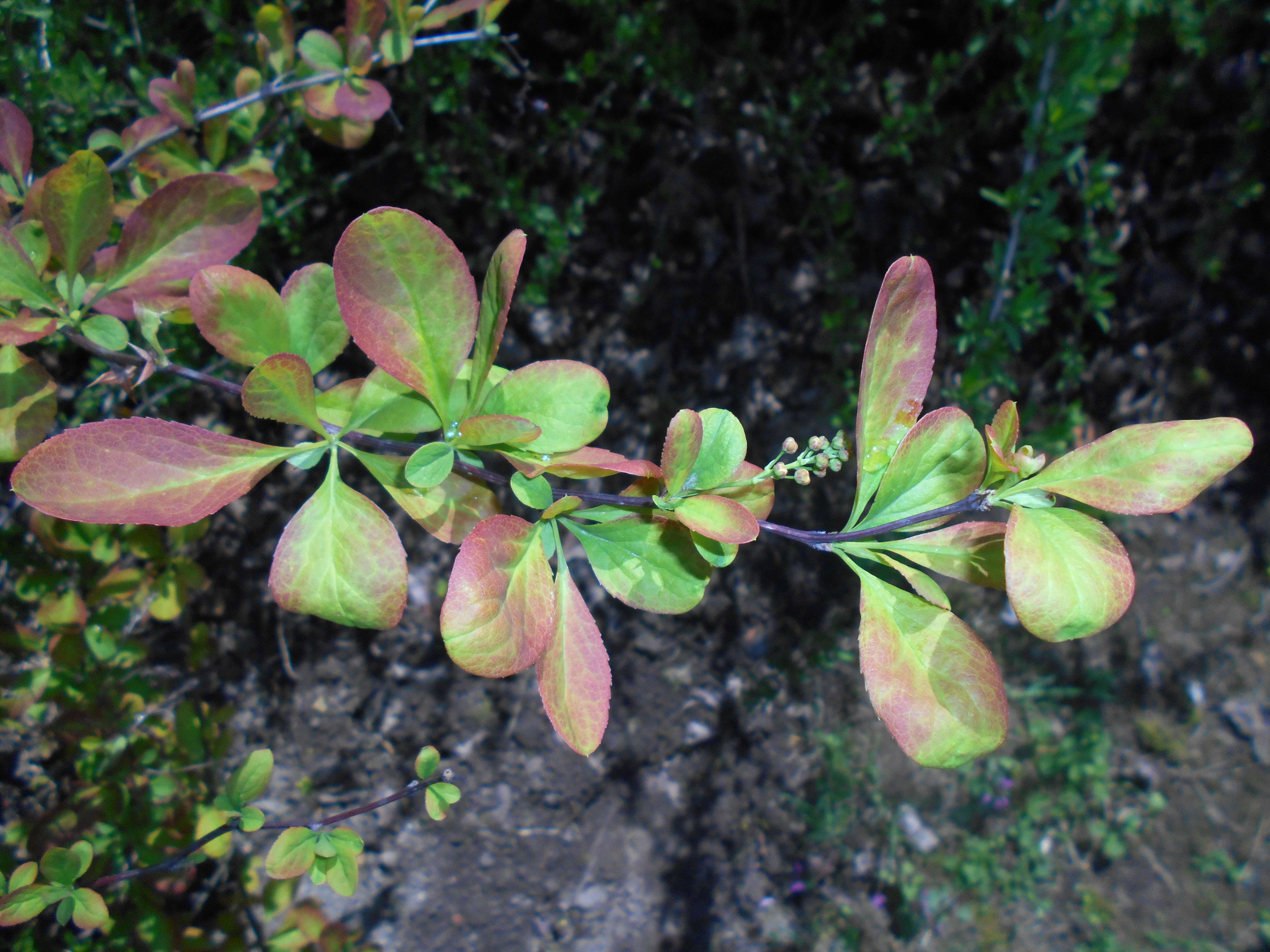 Image de Berberis koreana Palibin