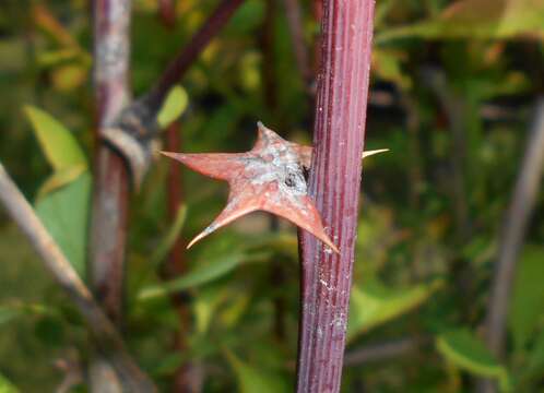 Image of Barberry