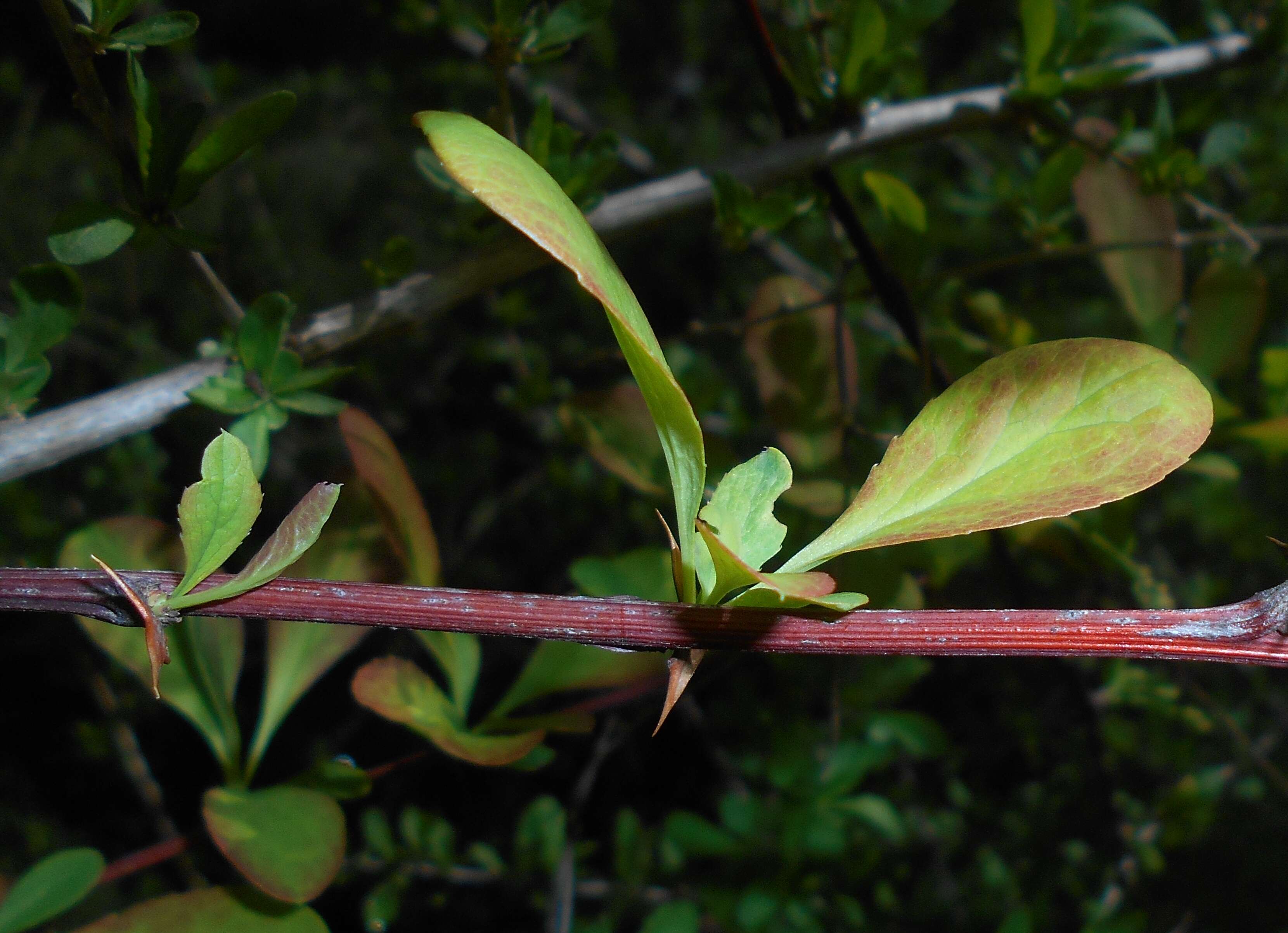 Image de Berberis koreana Palibin