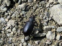 Слика од Calosoma (Caminara) denticolle Gebler 1833