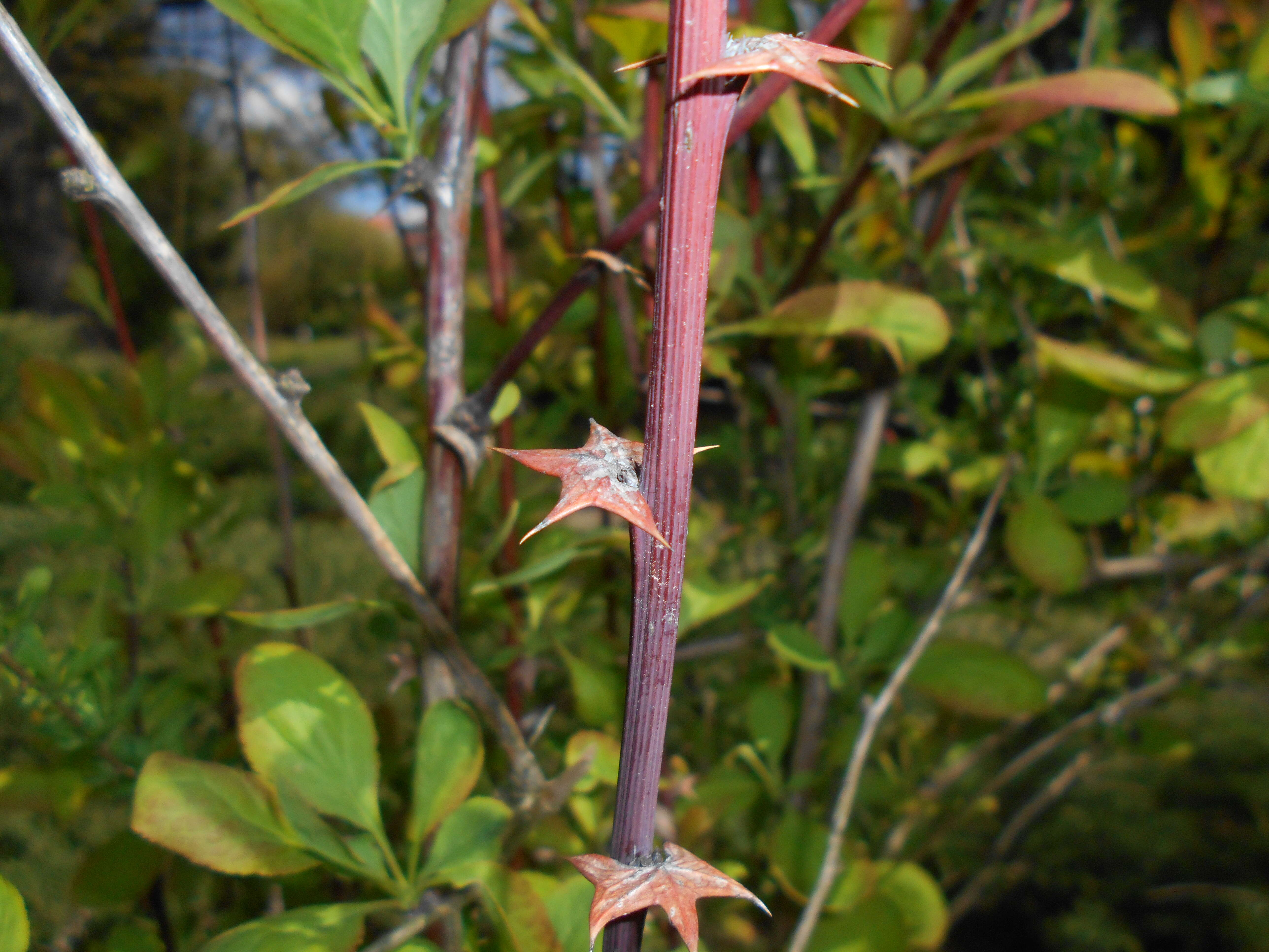 Image de Berberis koreana Palibin