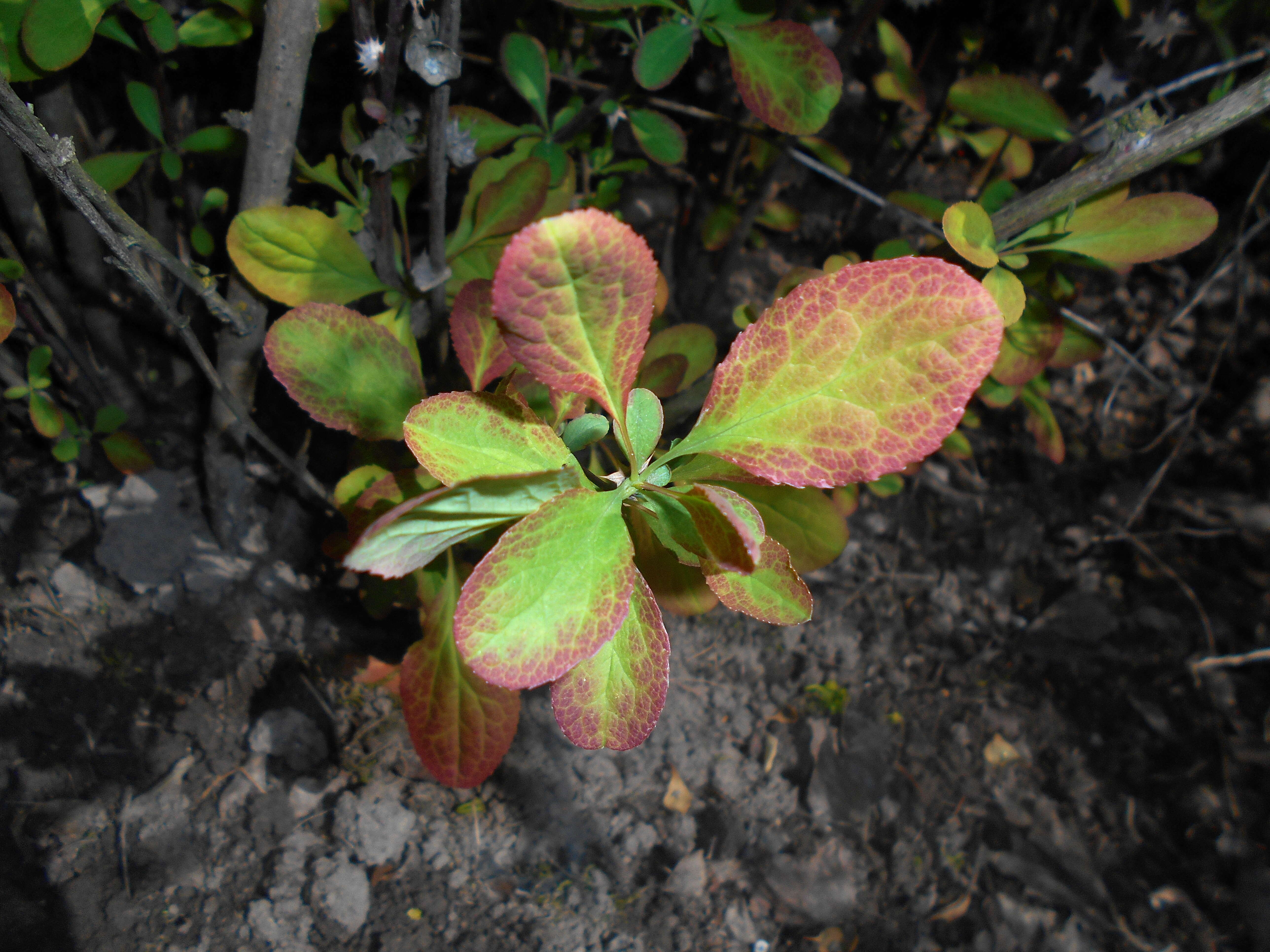 Image de Berberis koreana Palibin