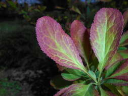 Image de Berberis koreana Palibin