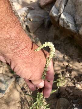 Image of fringed amaranth