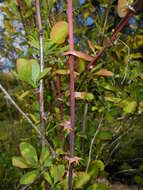 Image de Berberis koreana Palibin