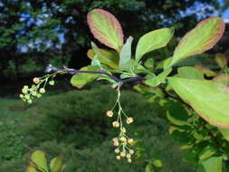 Image de Berberis koreana Palibin