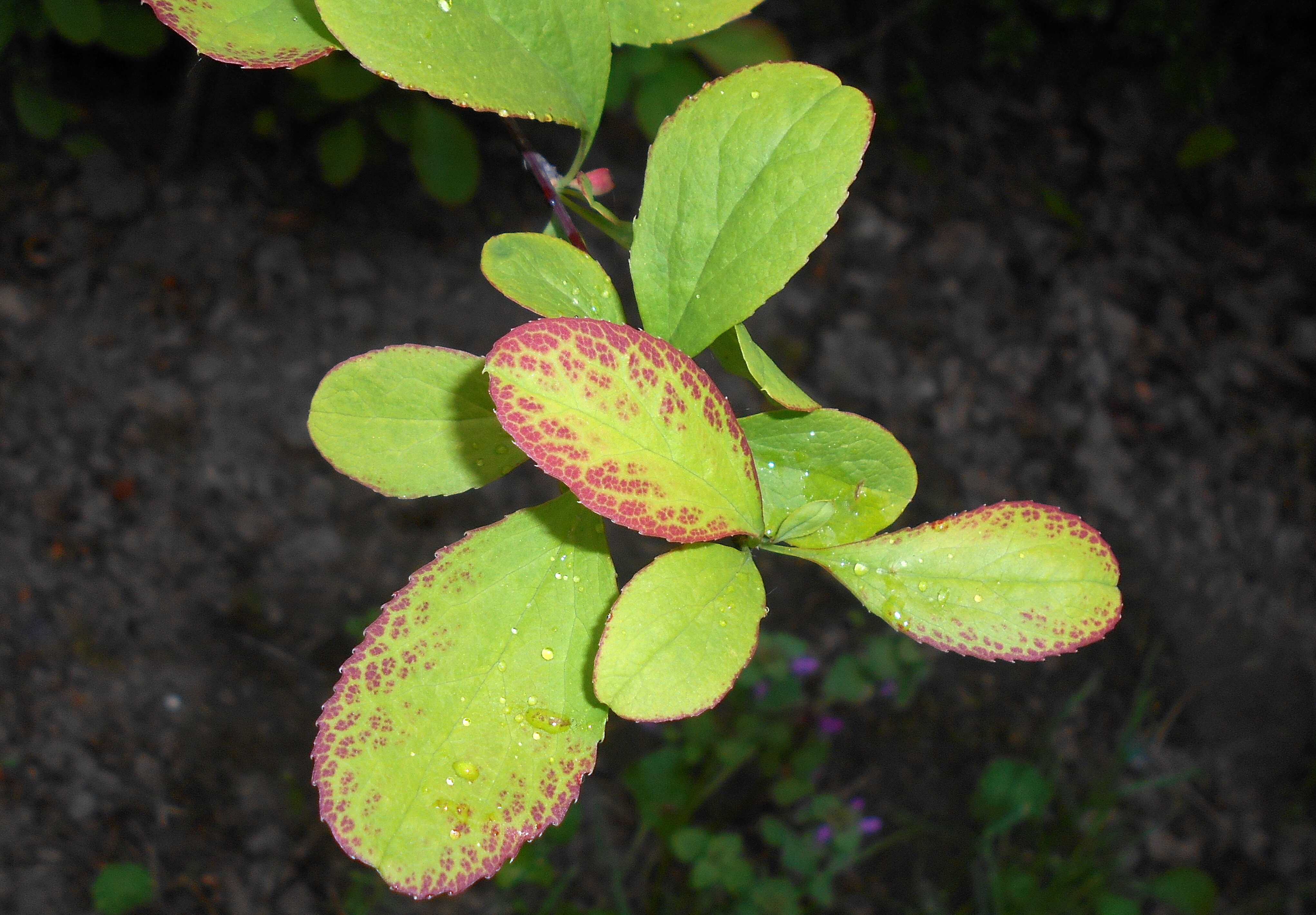 Image de Berberis koreana Palibin