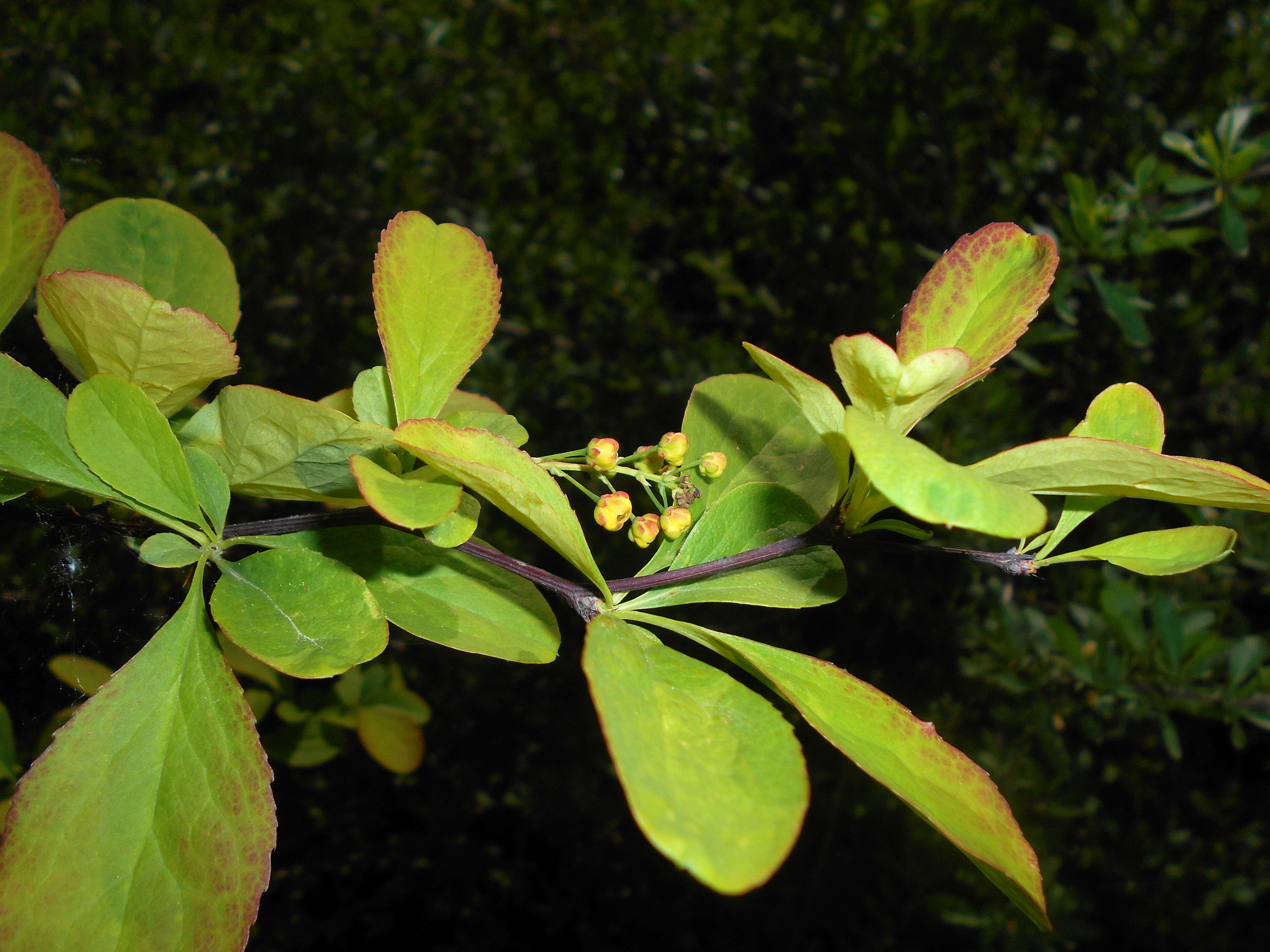 Image de Berberis koreana Palibin