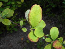 Image de Berberis koreana Palibin