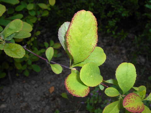 Image of Barberry