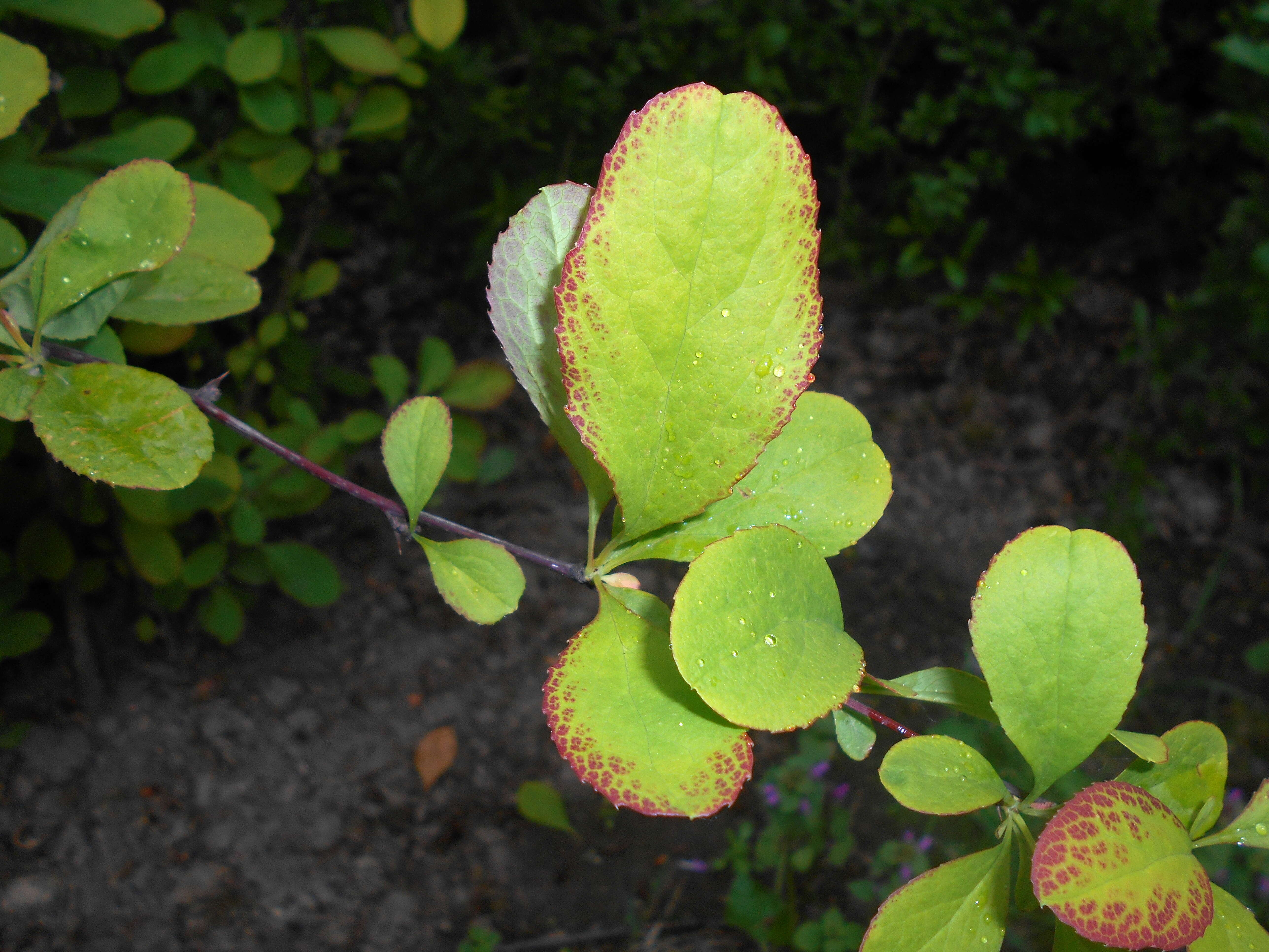 Image de Berberis koreana Palibin