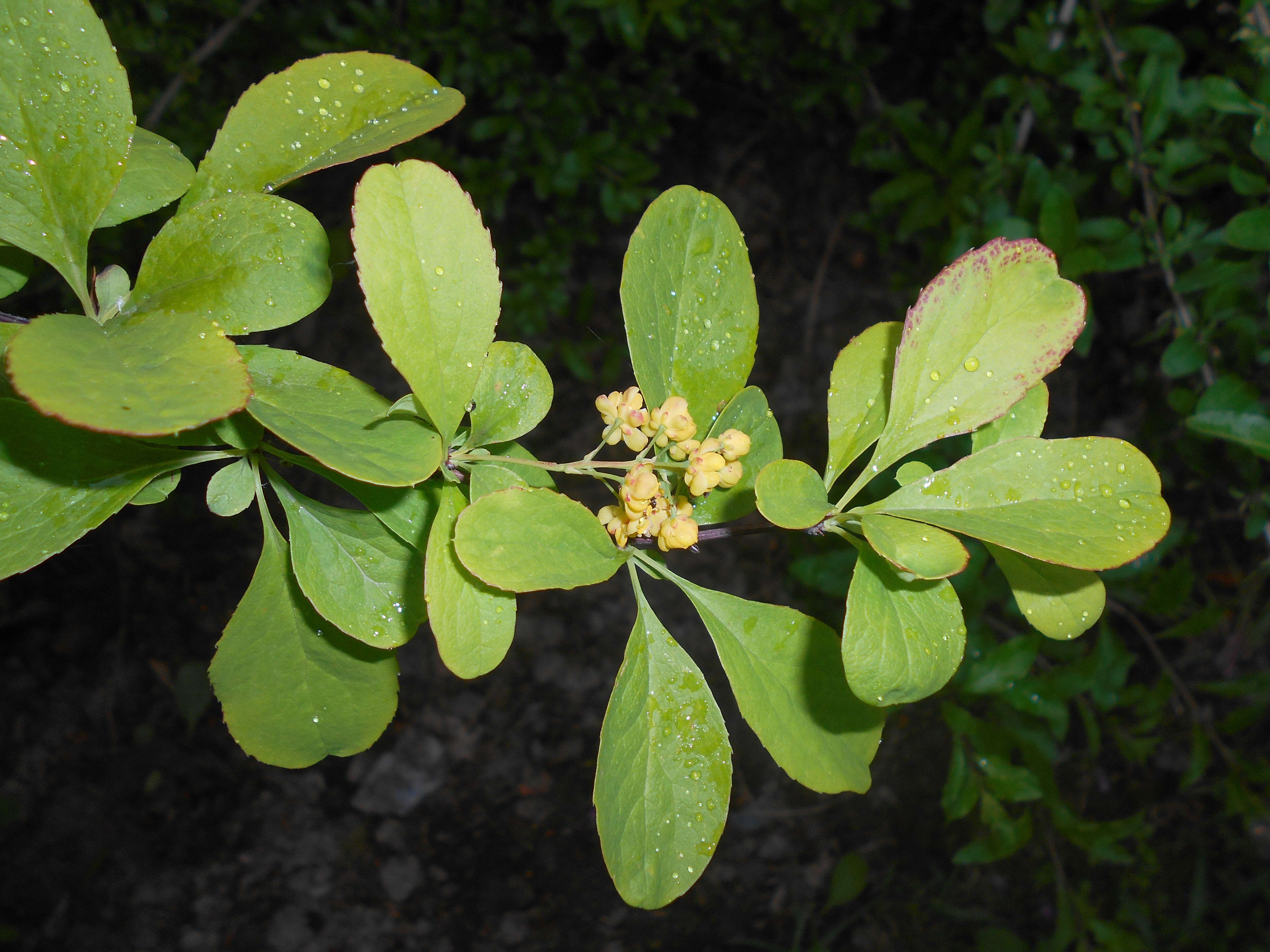 Image de Berberis koreana Palibin